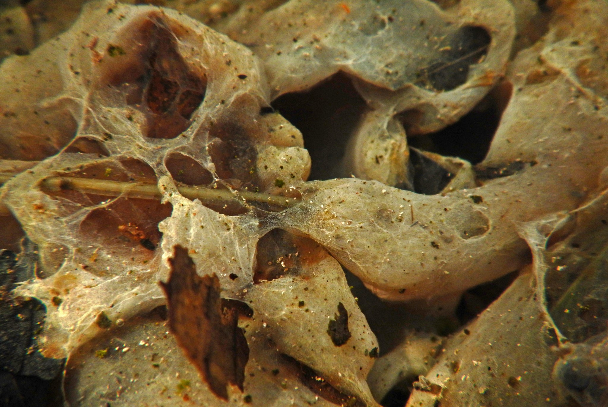 This image shows an aquatic biofilm, a consortium of attached microbial cells that resides in fresh water. The film is tan in color and looks like a web with debris in it.