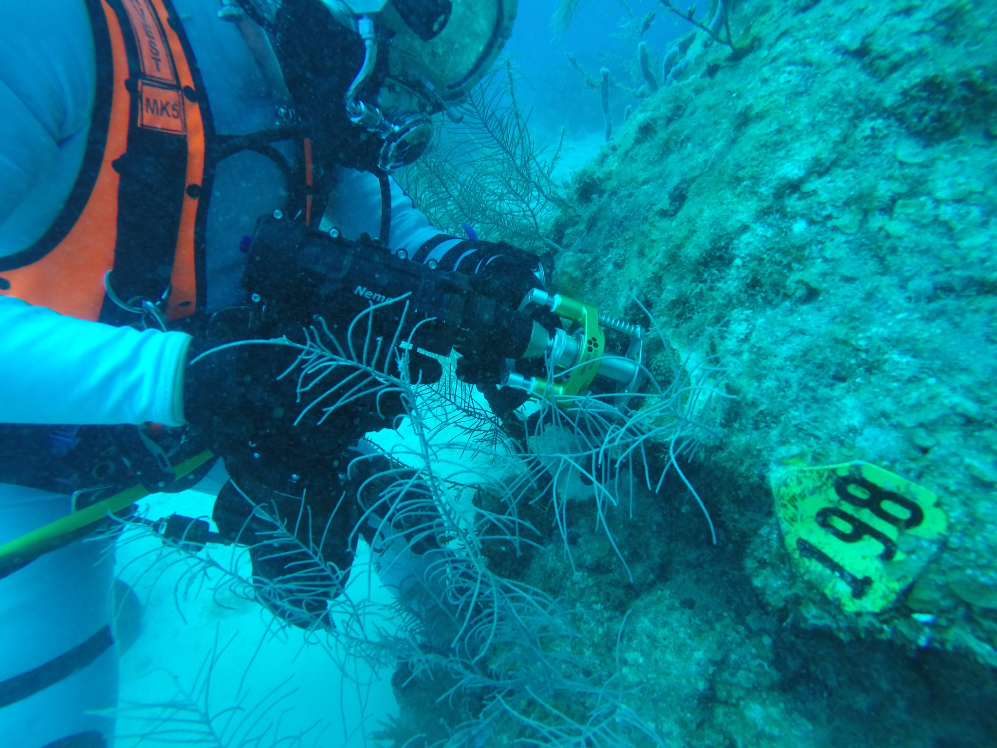 NEEMO 22 diver collecting coral research samples