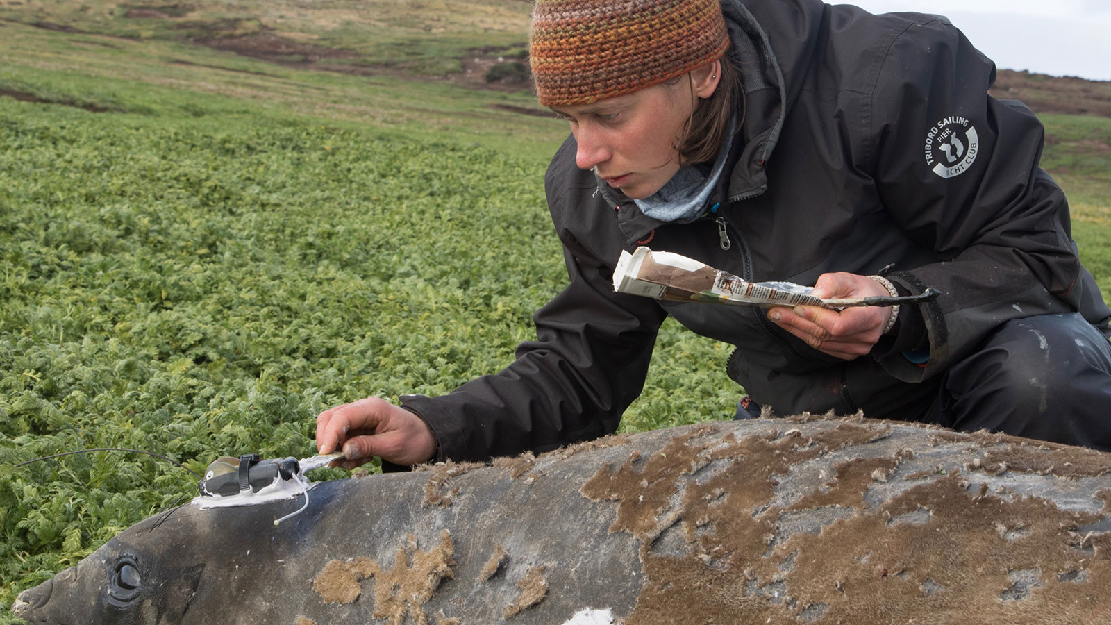 Siegelman gluing a tag to a seal on Kerguelen Island