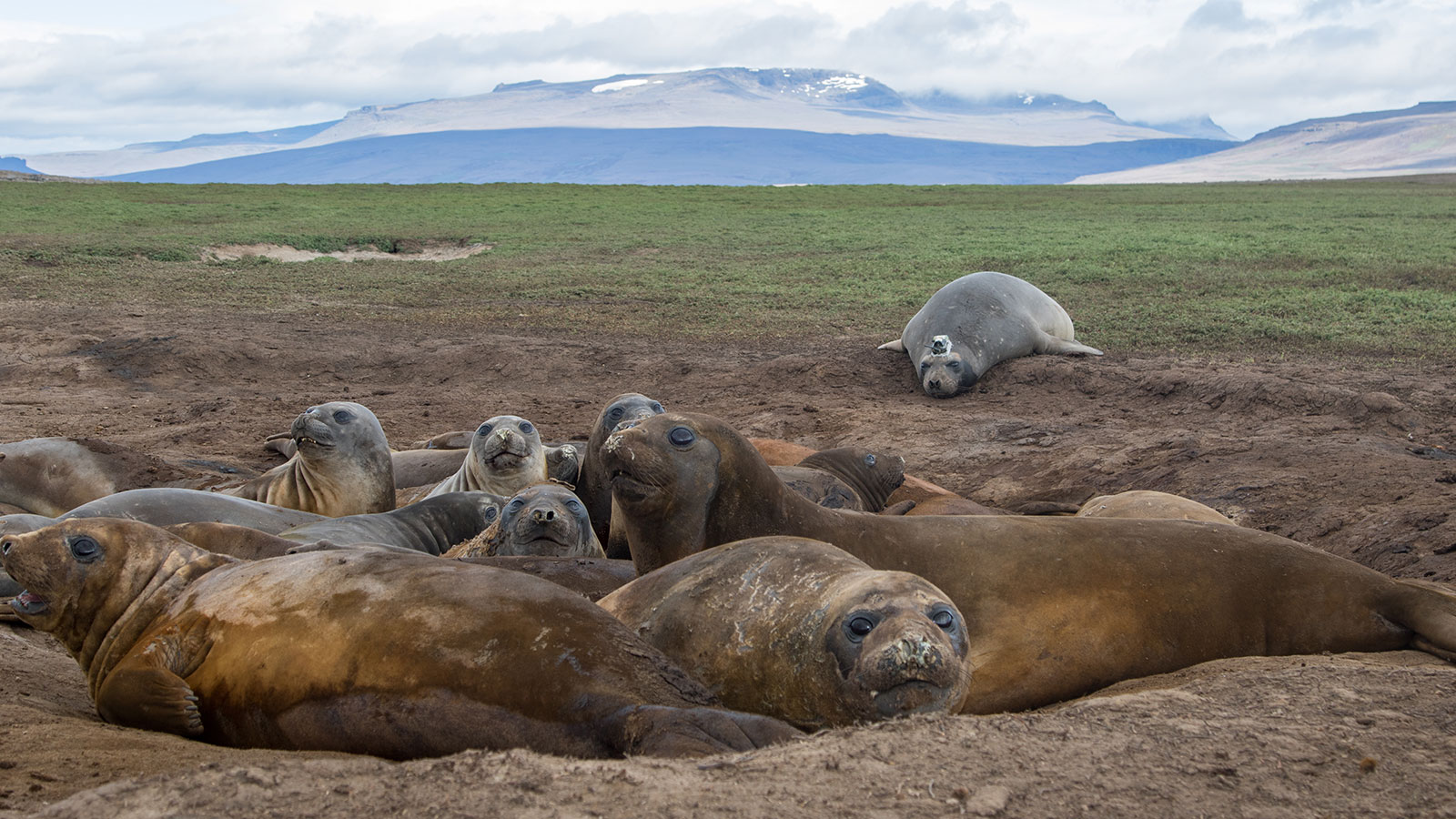 Female elephant seals basking