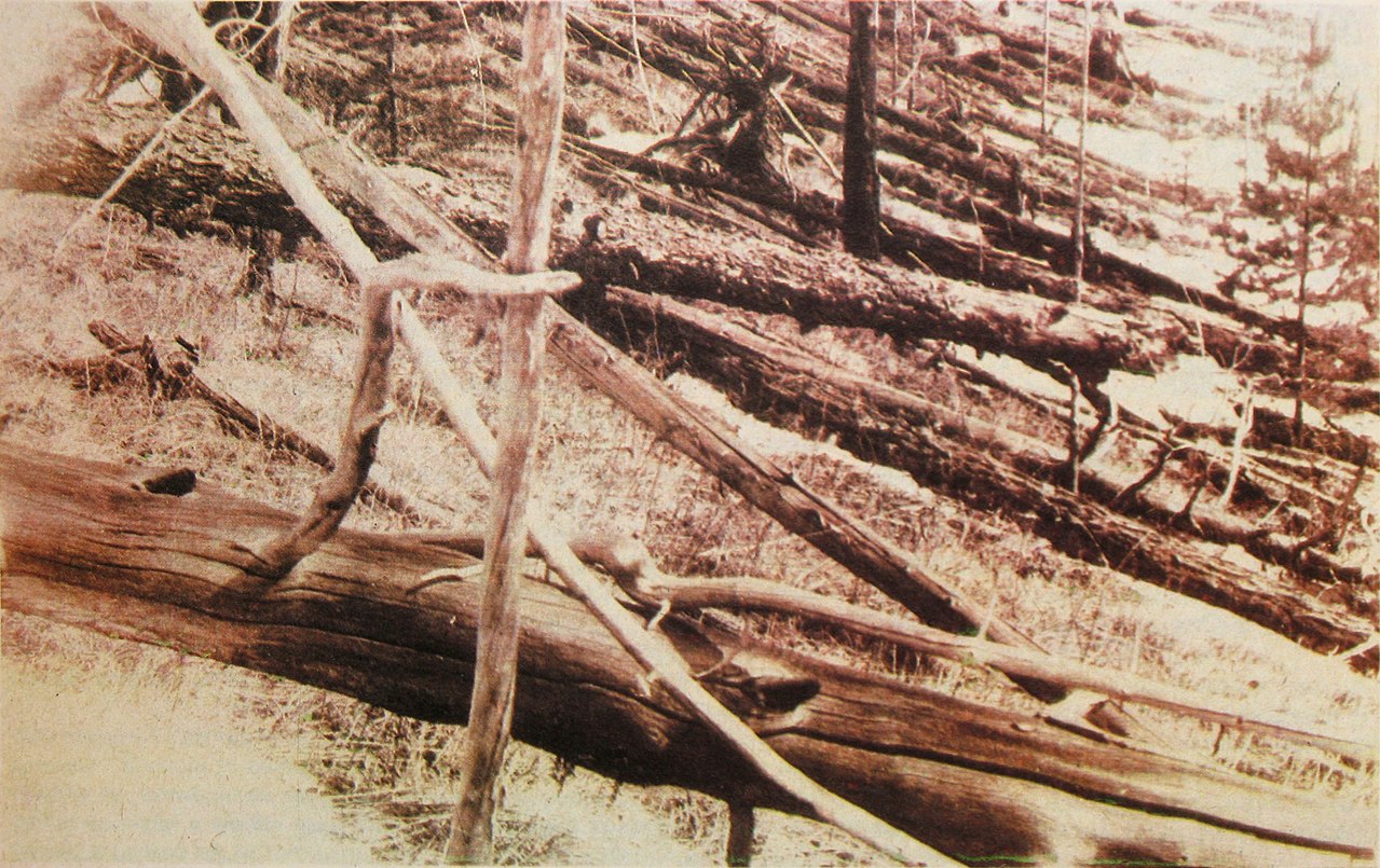 Trees flattened by the intense shock wave created in the atmosphere as the space rock exploded above Tunguska on June 30, 1908. 