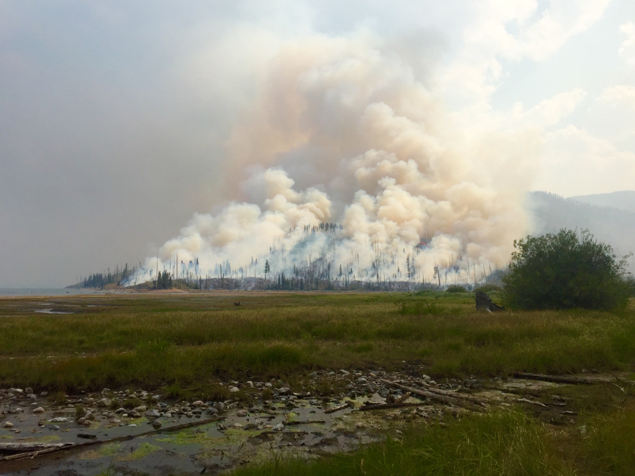 A plume of white smoke billows over a small forest, with trees visible through the haze.