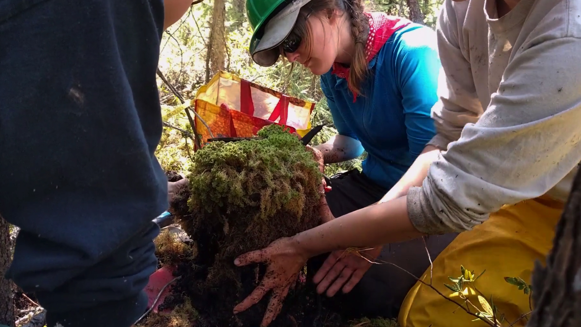 Three kneeling researchers lift a sample of soil out of the ground, topped with green vegetation.