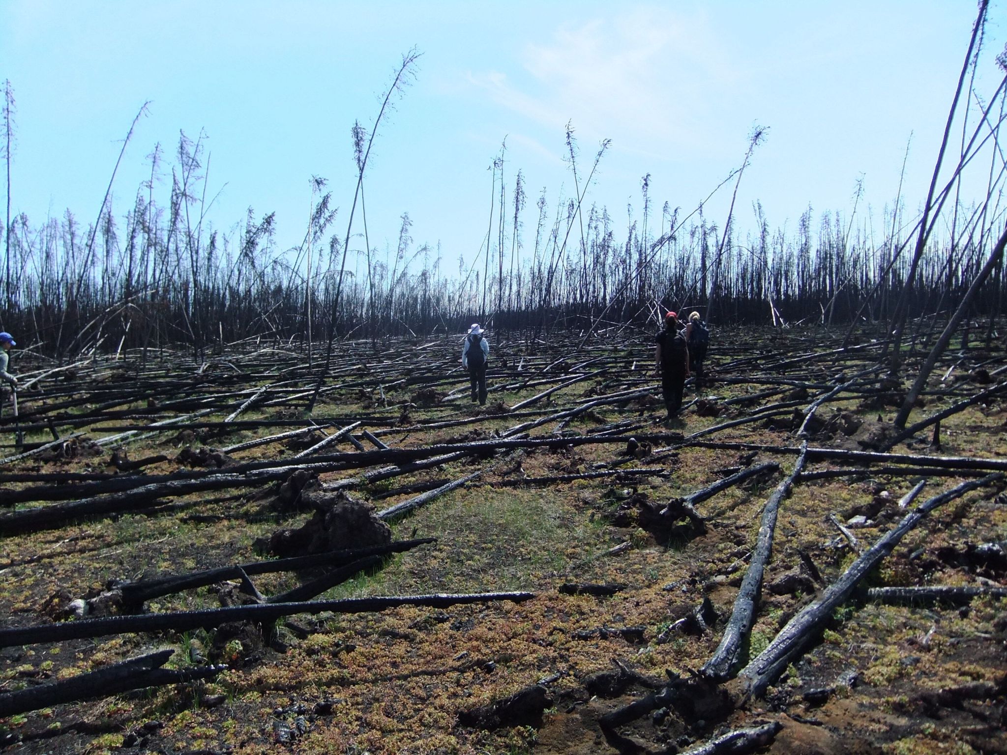 A burned boreal forest with blackened tree stalks sticking up and laying down on the brush. A few people are walking among the fire.