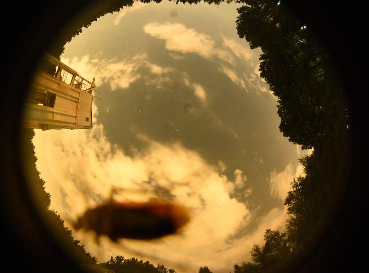 Creepy Crawler (bug on the camera dome)