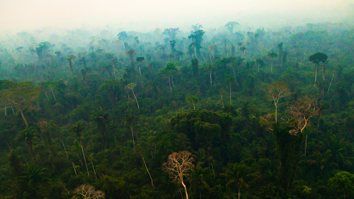 The Amazon rainforest