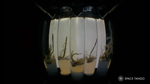 animated gif of barley seeds germinating inside test tubes