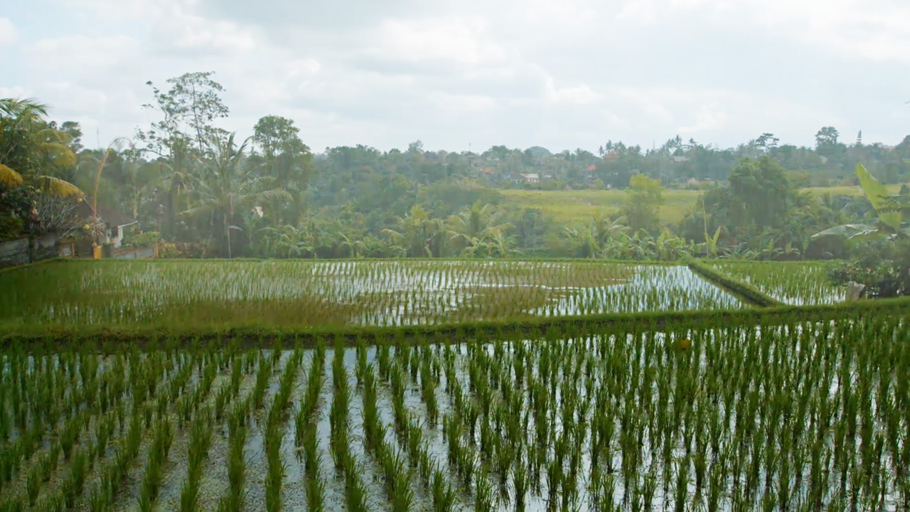 Flooded rice fields, with green stalks in rows sticking out above water. In the distance, palm trees are visible through the mist.
