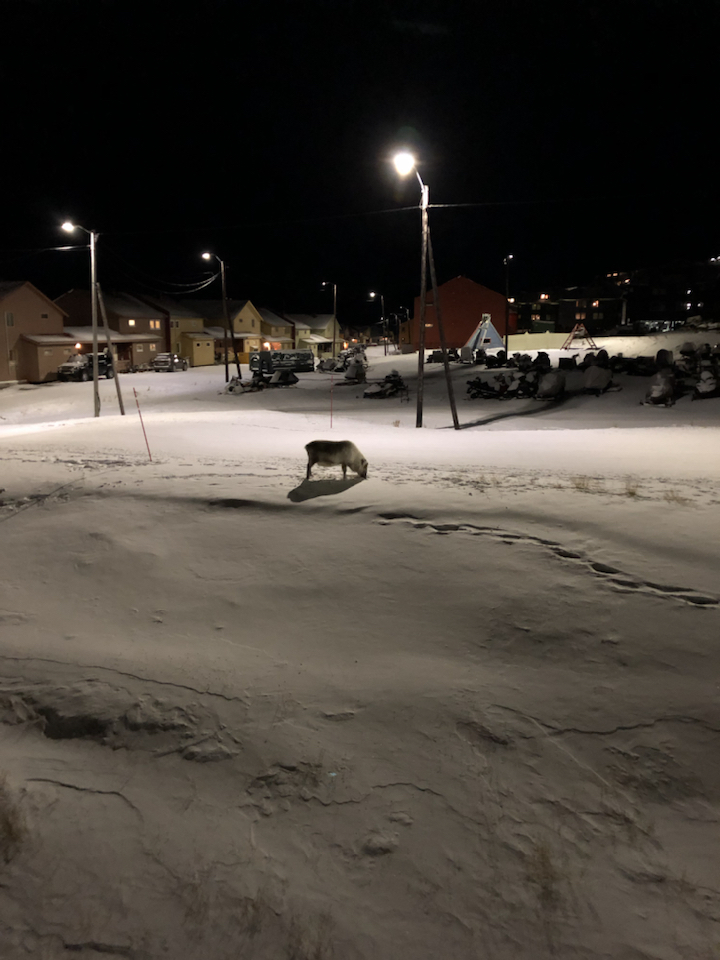 Svalbard Reindeer