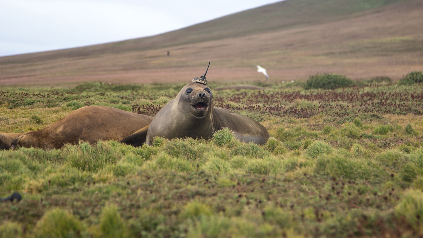 Seals