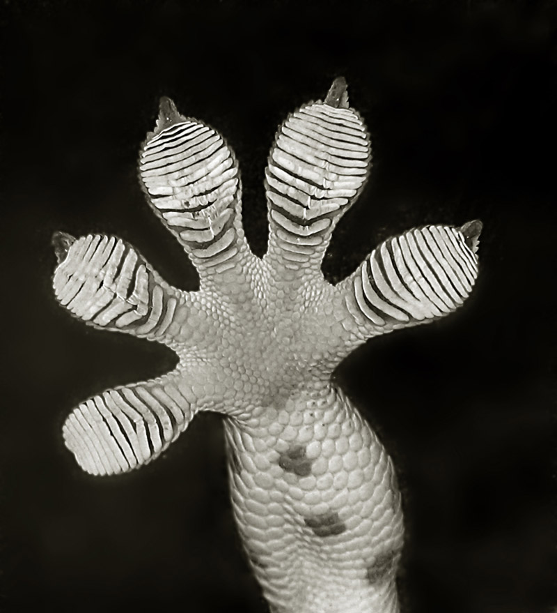 Looking up at gecko's toes and grip from under a clear surface.
