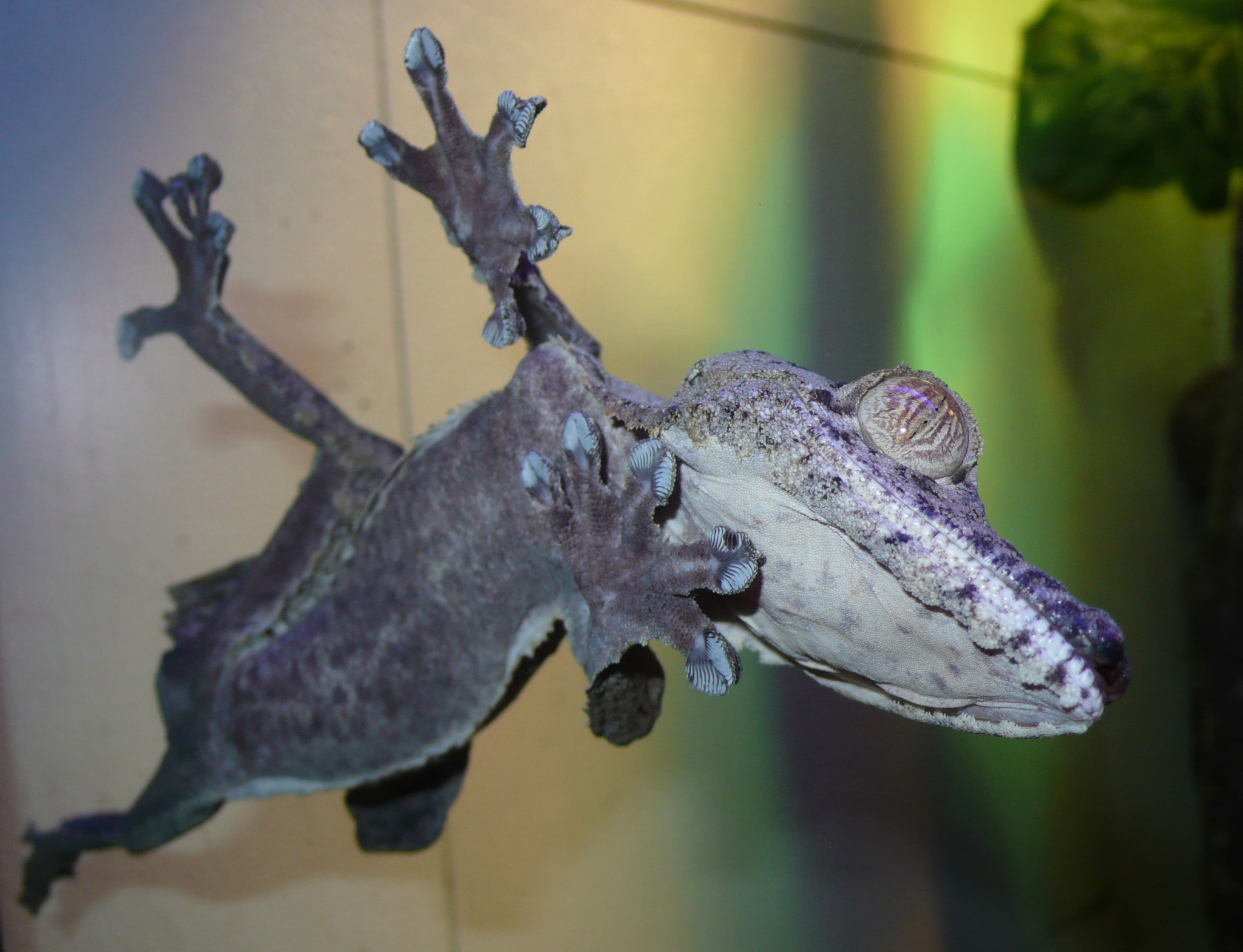 Looking up at a gecko from under a clear surface.