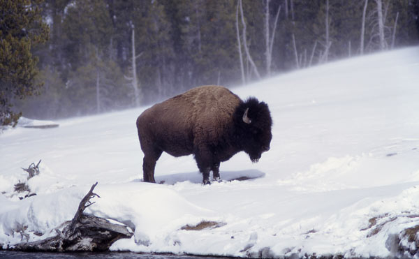 A bison in the snow at Yellowstone National Park