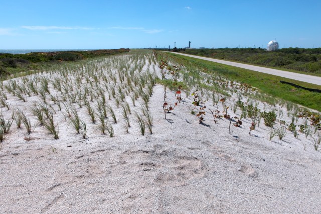 Dune restoration efforts at Kennedy Space Center in Florida.