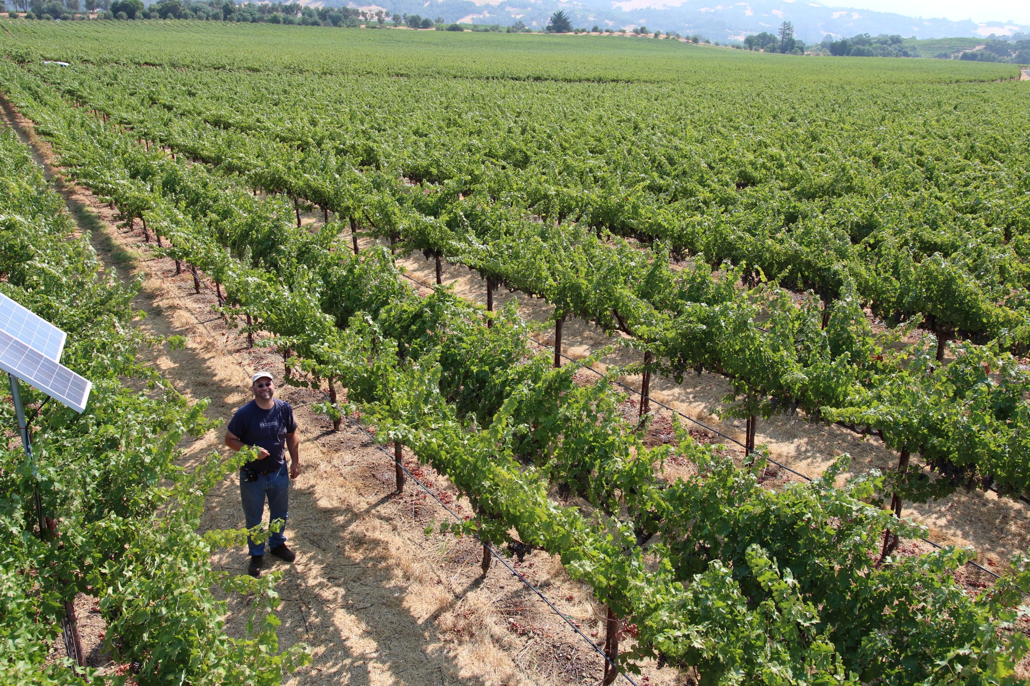 man smiles in between many rows of green grape vines in vineyard 