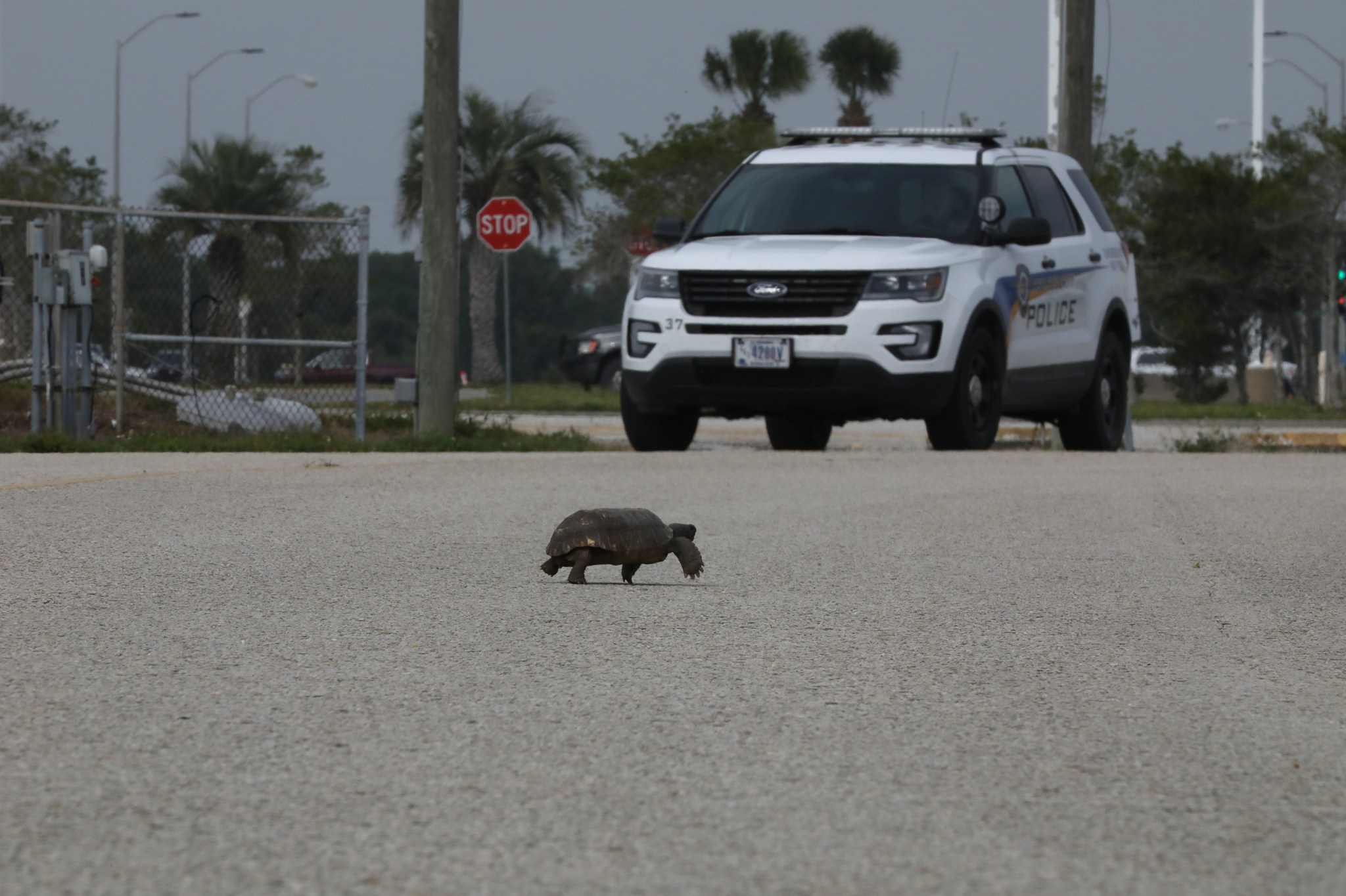 A gopher tortoise seems to stop traffic as it strolls across a street in front of a security vehicle at Kennedy.