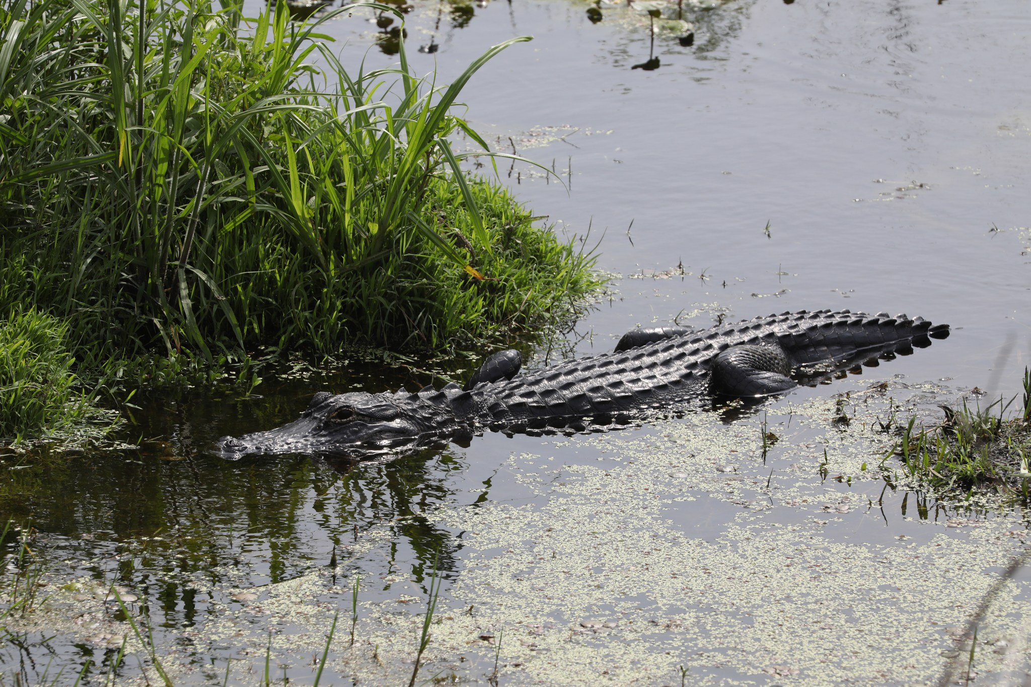 An American alligator cruises through one of the many Kennedy waterways.