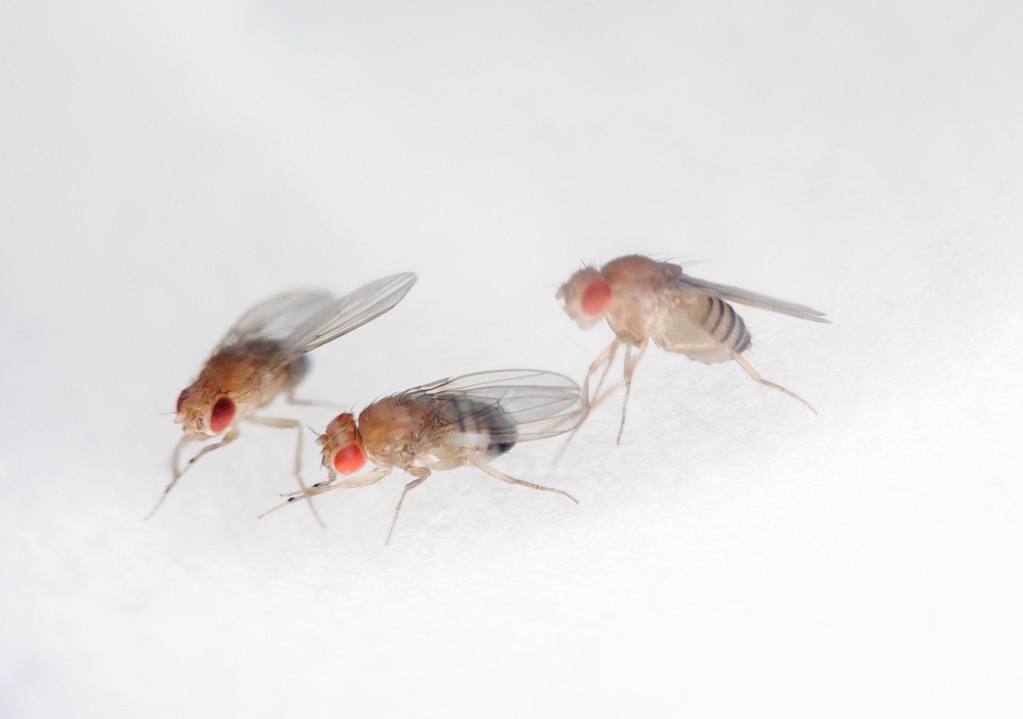 Fruit flies (Drosophila melanogaster) are used for scientific research both on Earth and in space.