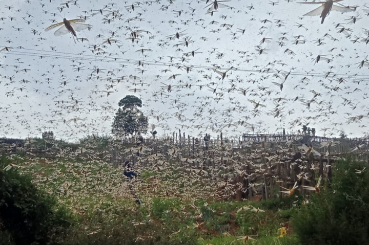 Locusts swarm a field in Elgeyo Marakwet County in Kenya in March. 