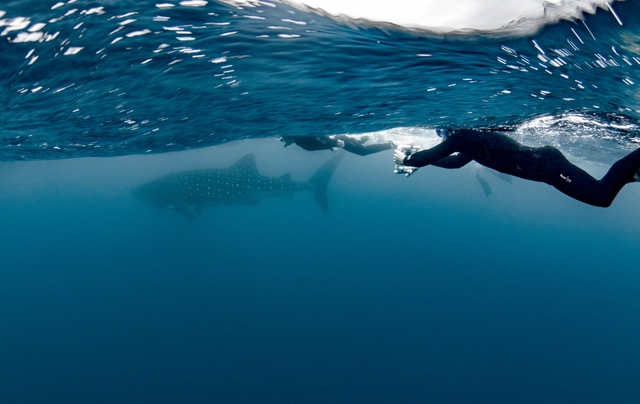 lynn_swimming_with_whale_shark