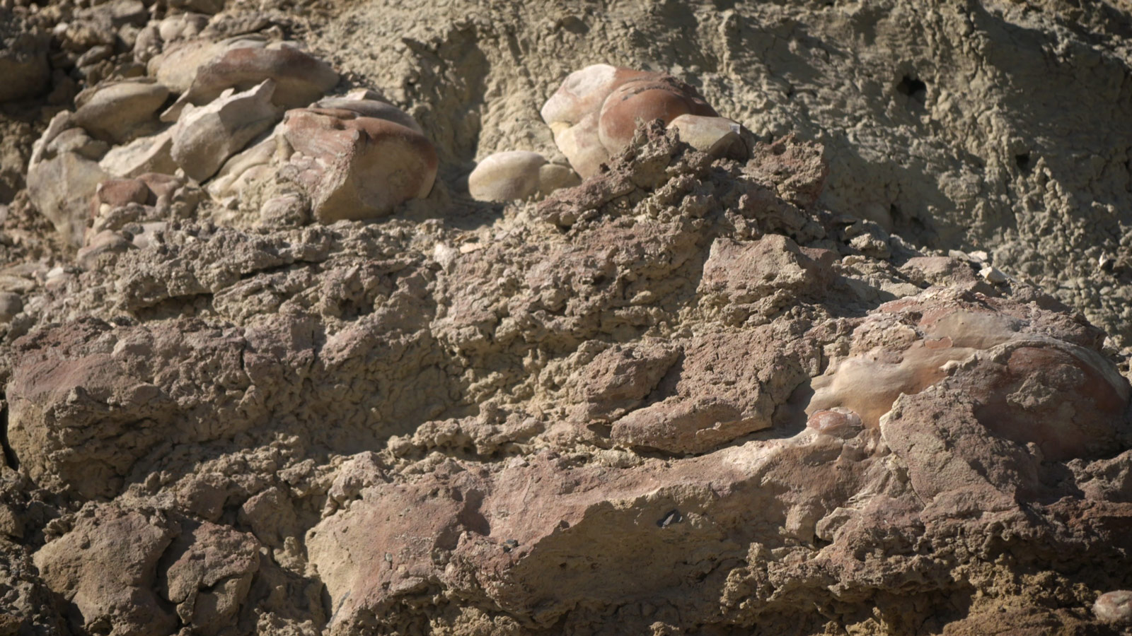 Stromatolites that were found in a dry lakebed