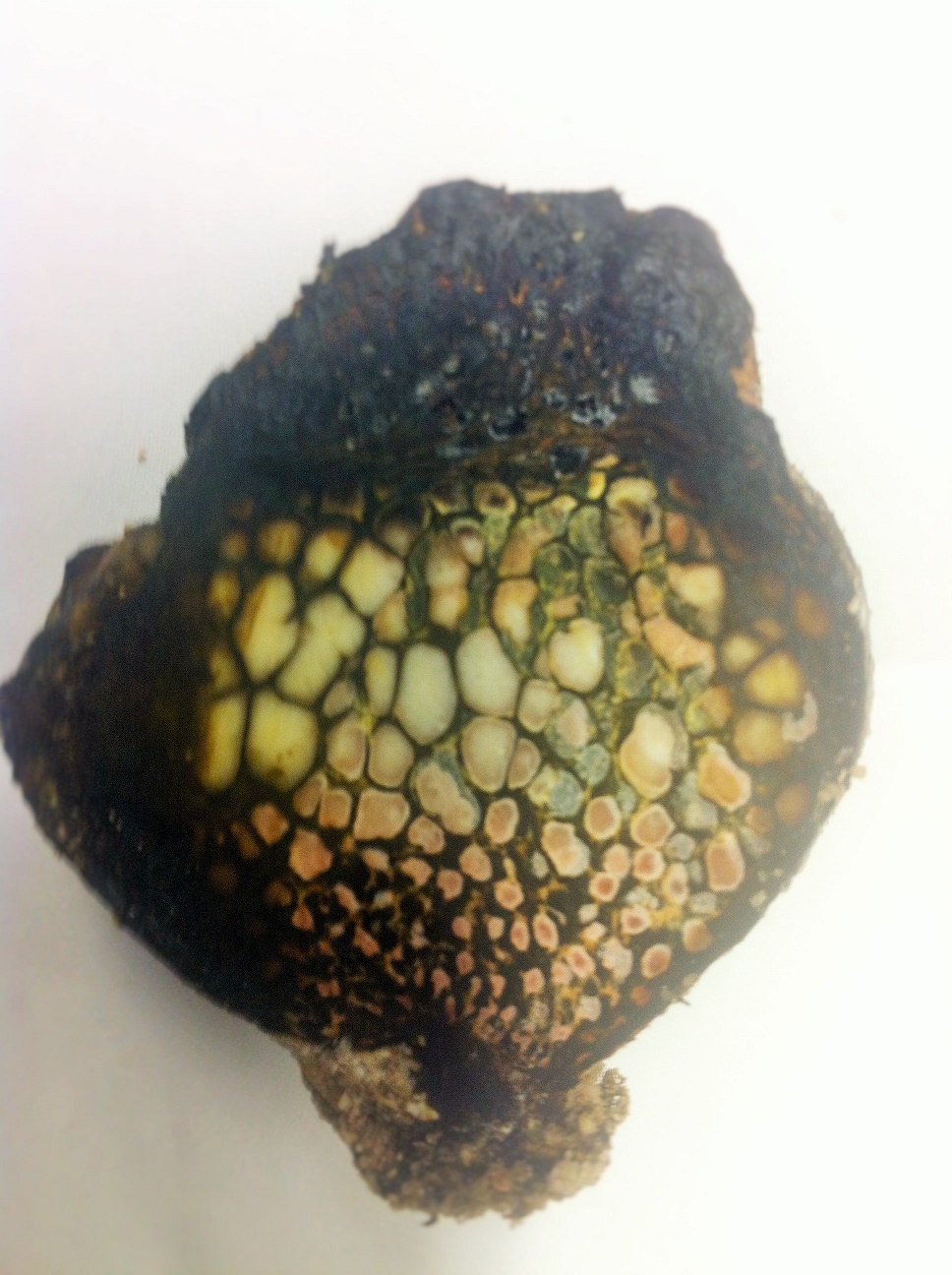 A fist-sized bulb, with green and yellow tinted cells towards is center and black material around its exterior.