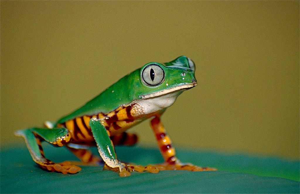 An inquisitive bright green frog with a tiger-stripped belly sits on a leaf.