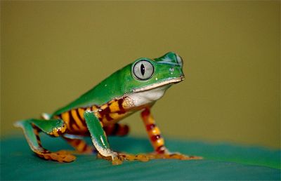 An inquisitive bright green frog with a tiger-stripped belly sits on a leaf.