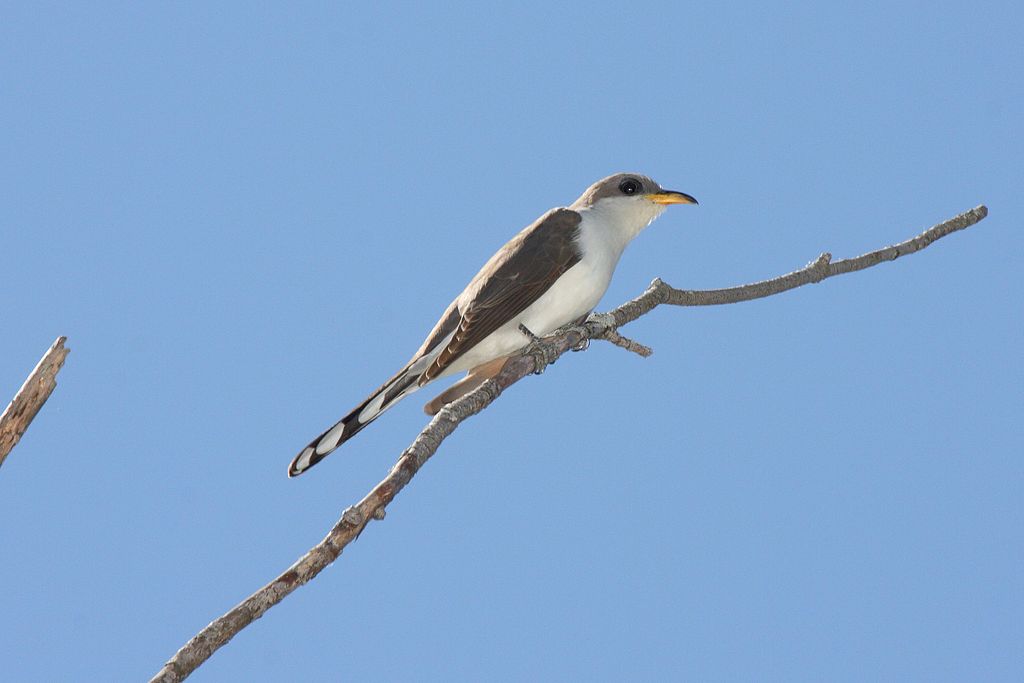 A slender Yellow-billed Cuckoo bird perched on a branch with the blue sky in the background. 
