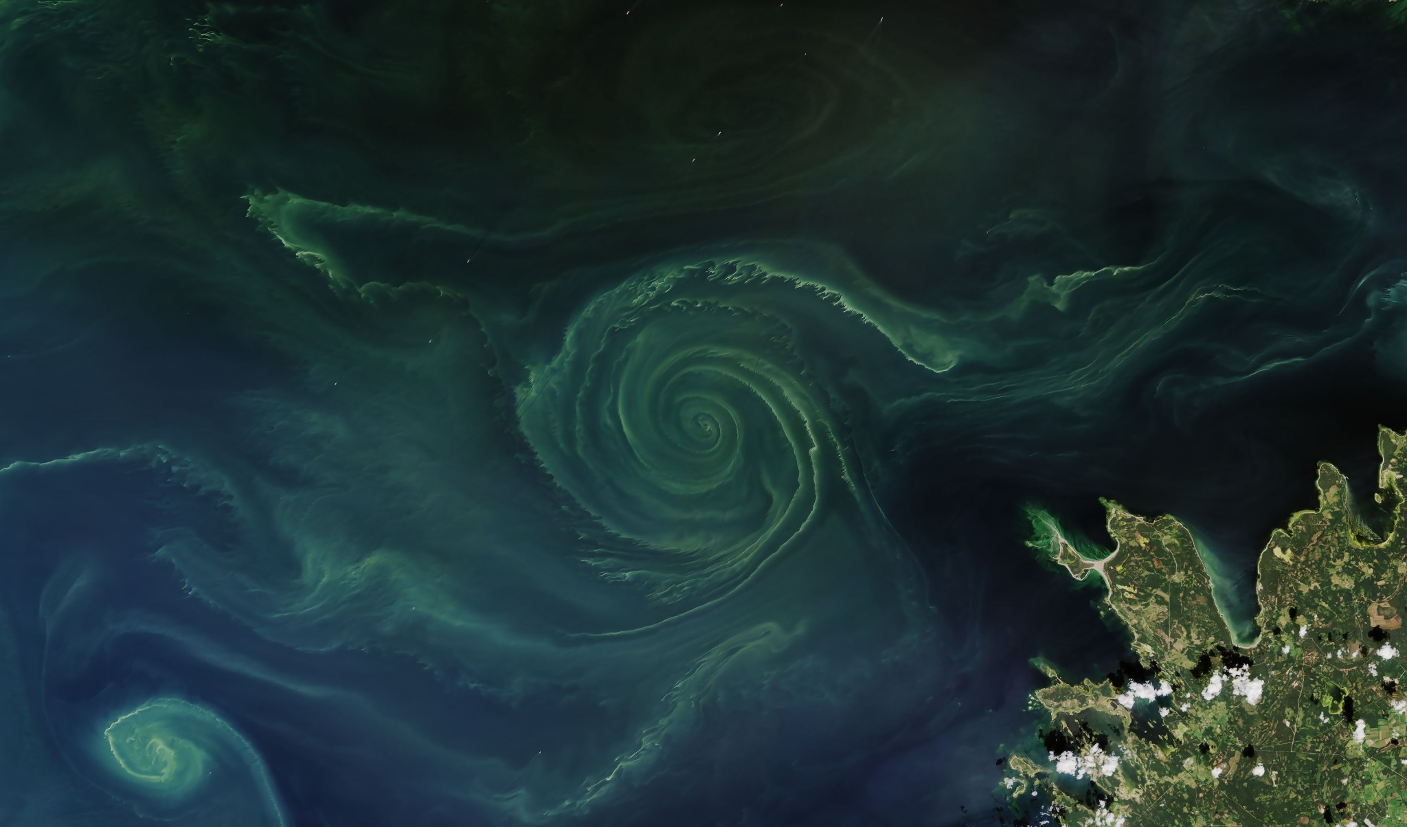 A swirl of phytoplankton blooms in the Baltic sea.