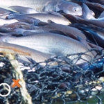 Dozens of catfish in a net