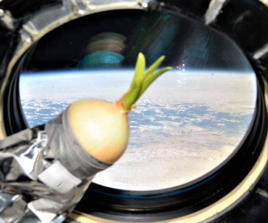 iss20_food_artemevs_onion