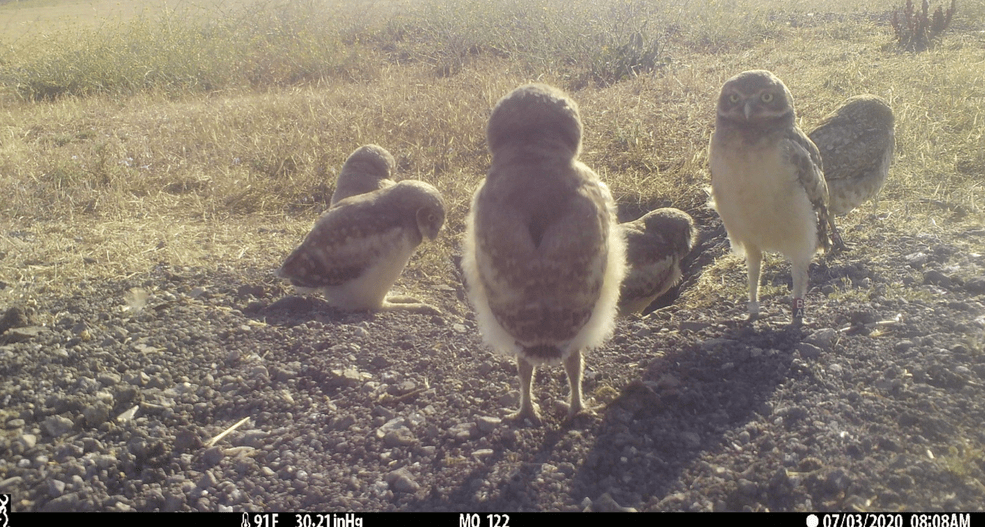 BurrowingOwls