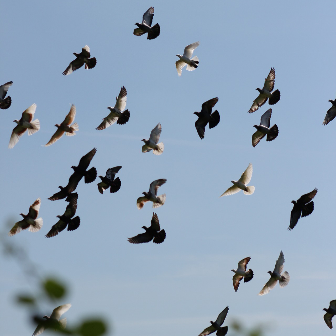 A flock of pigeons in flight appear against a blue sky