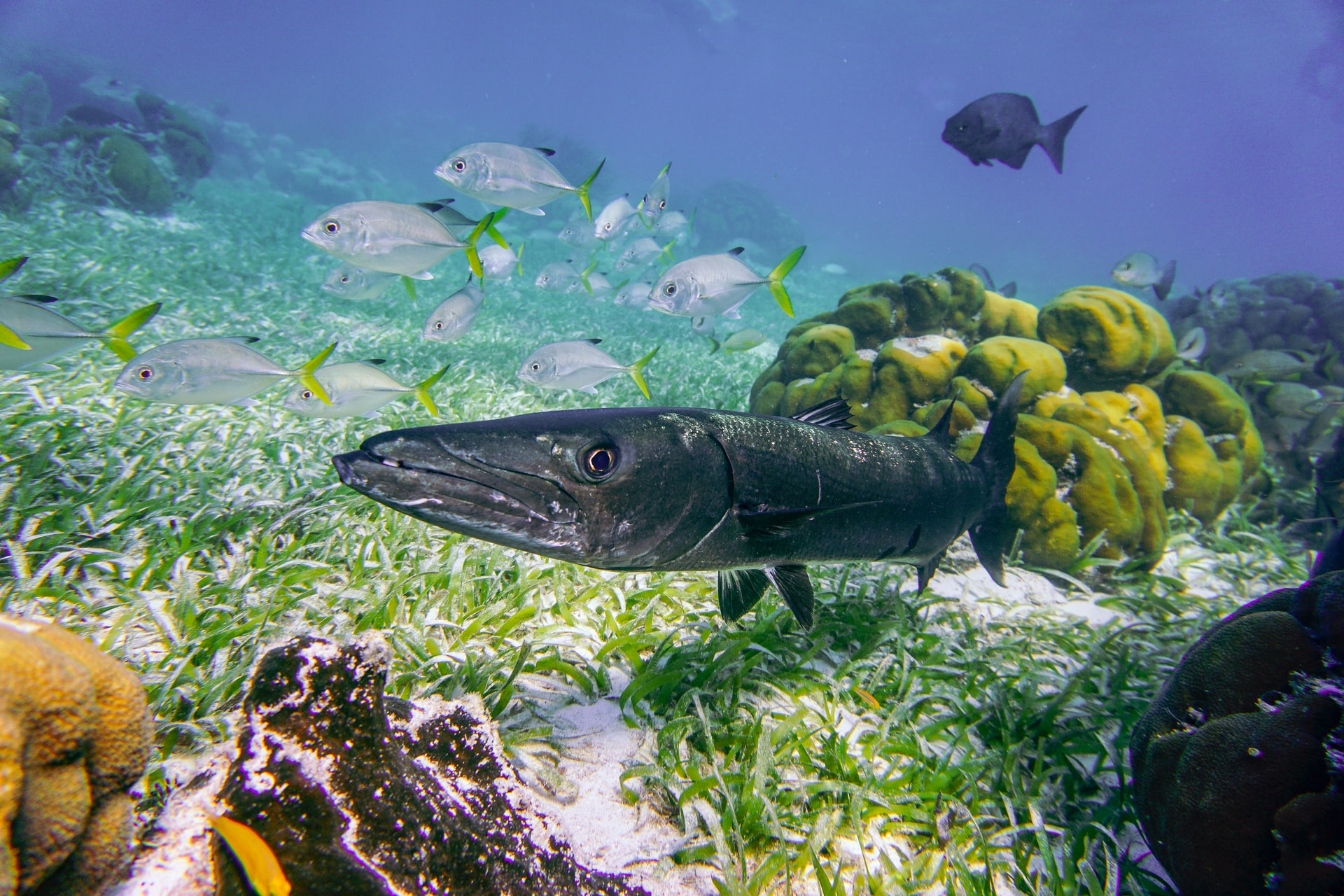 Vibrant colors of the Belize barrier reef system with swimming fish. 