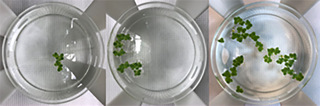 These photos show the progression of duckweed growth over four days in a ground-based lab.