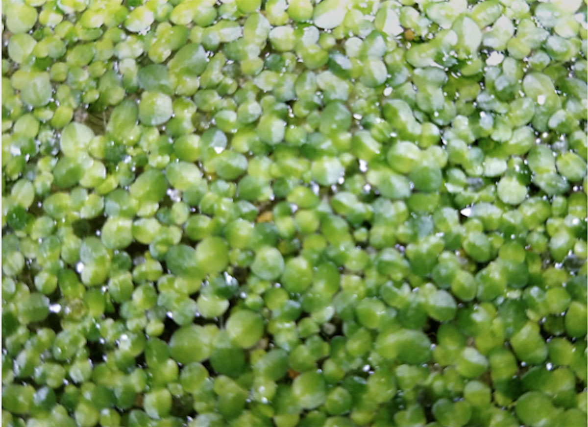 Duckweed (also known as water lentils) produce a large amount of nutrients in a small volume.