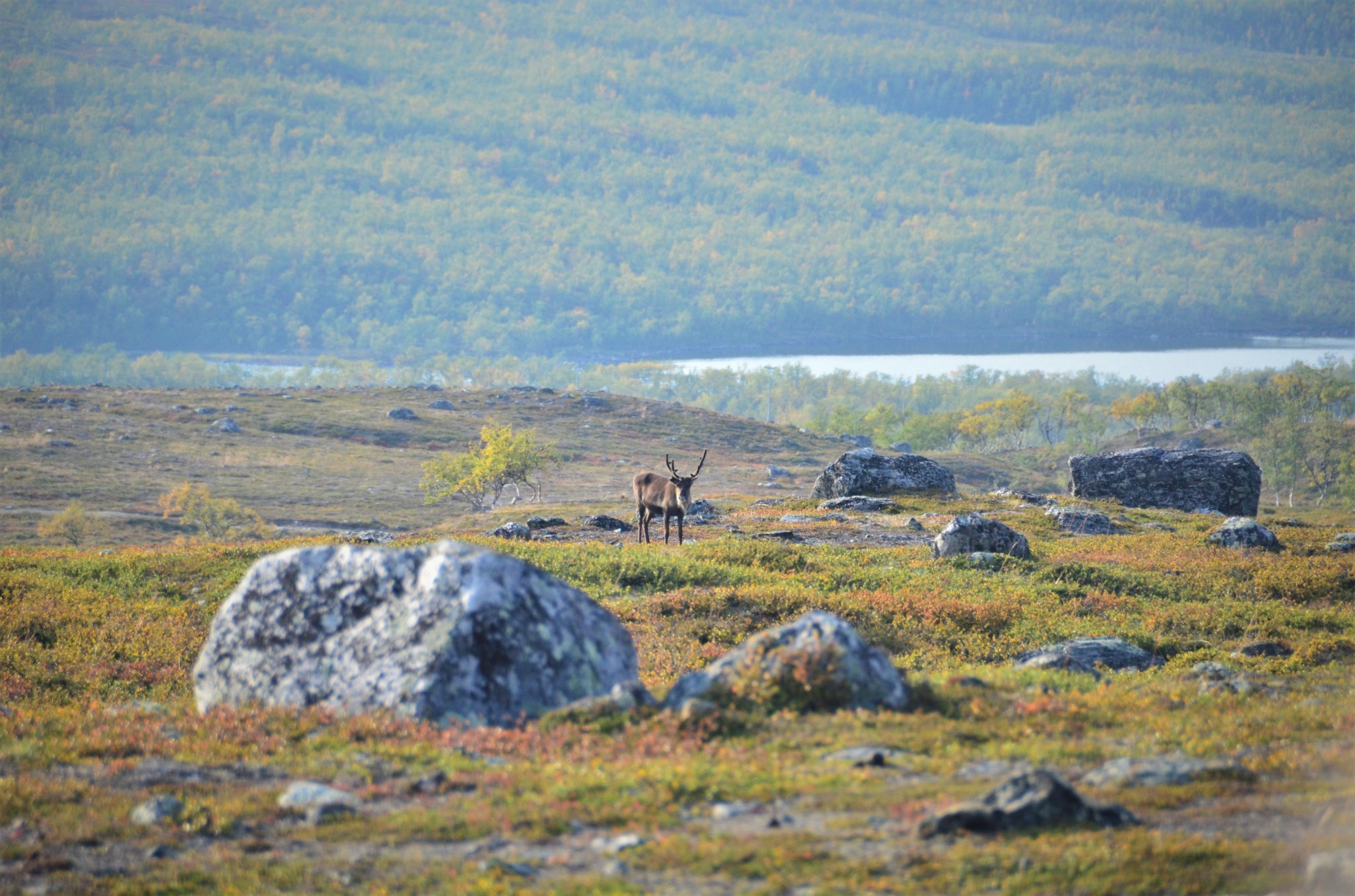 A reindeer in Arctic tundra. The reindeer is in the middle distance, looking toward the camera. The tundra is covered with scrubby vegetation in greens and oranges. Gray rocks dot the landscape. 