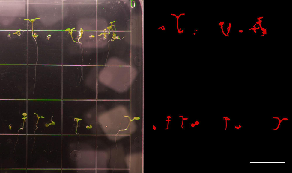 Image split in two. Image on the left shows green seedlings on a grid. The right side shows the same seedlings in red on a black