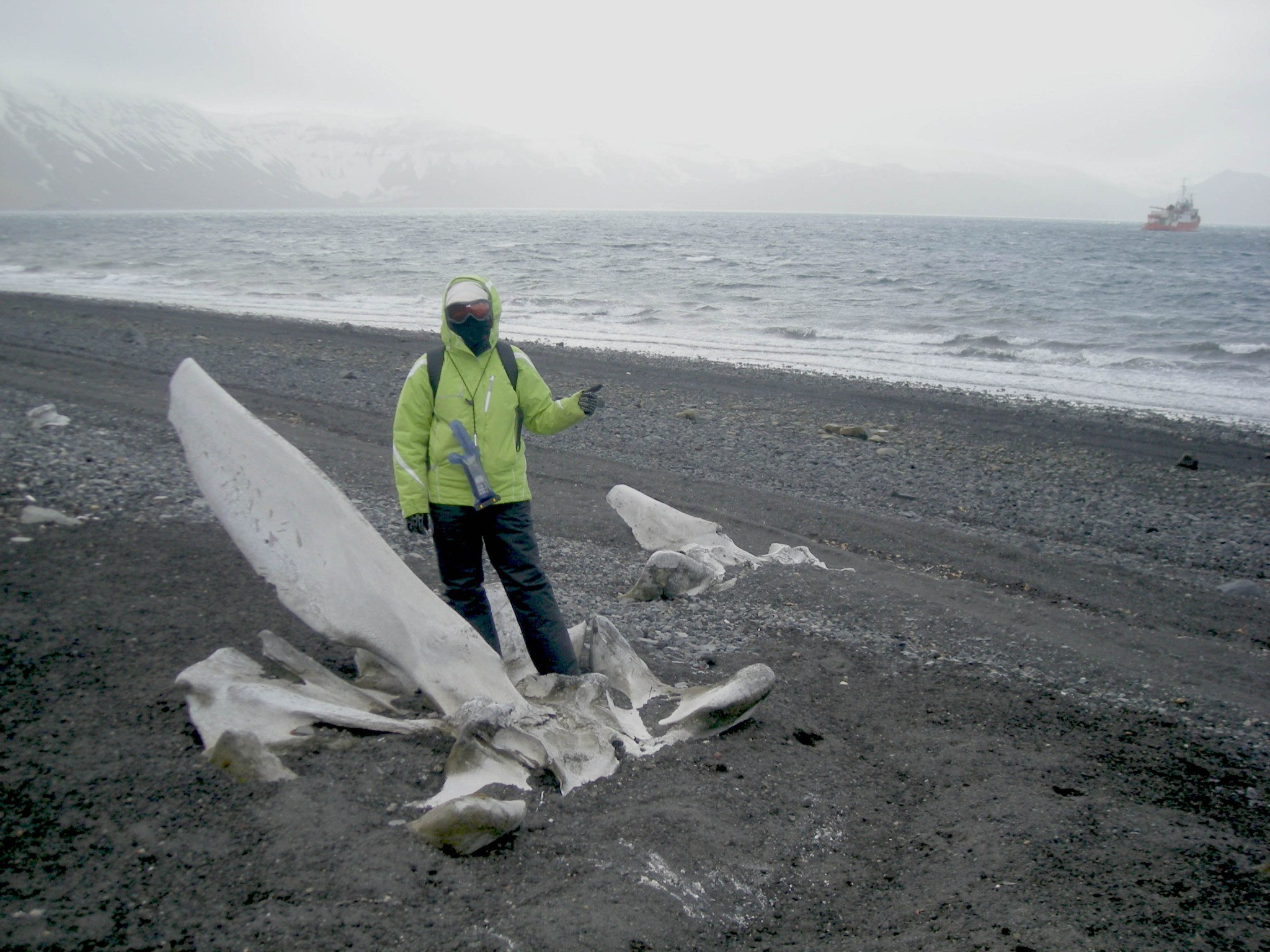 Woman wearing a yellow/green jacket, black pants, gloves, a white hat, snow glasses, and a face scarf stands on a dark grey beach with grey ocean water and a boat in the distance. She is standing next to large whale bones.