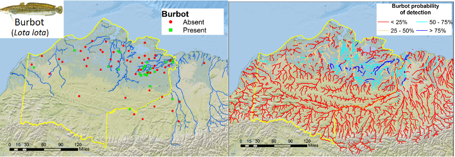 side by side maps of Burbot (fish) location shown with red and green dots and probability of habitat in waterways shown by percentages with colors in the waterways - most are red which is less than 25%