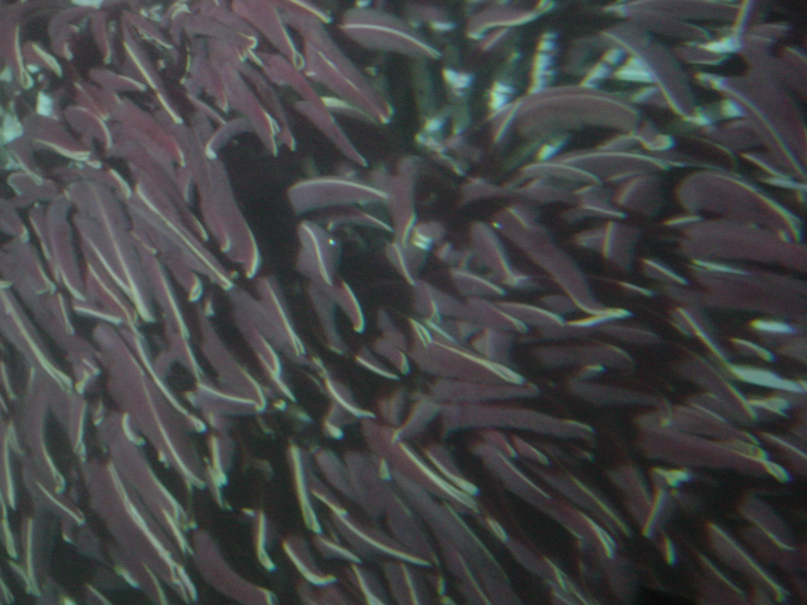 X-life 2003 075 is an image of tube worms on the Guaymas vent field that I took through the porthole of the sub. 