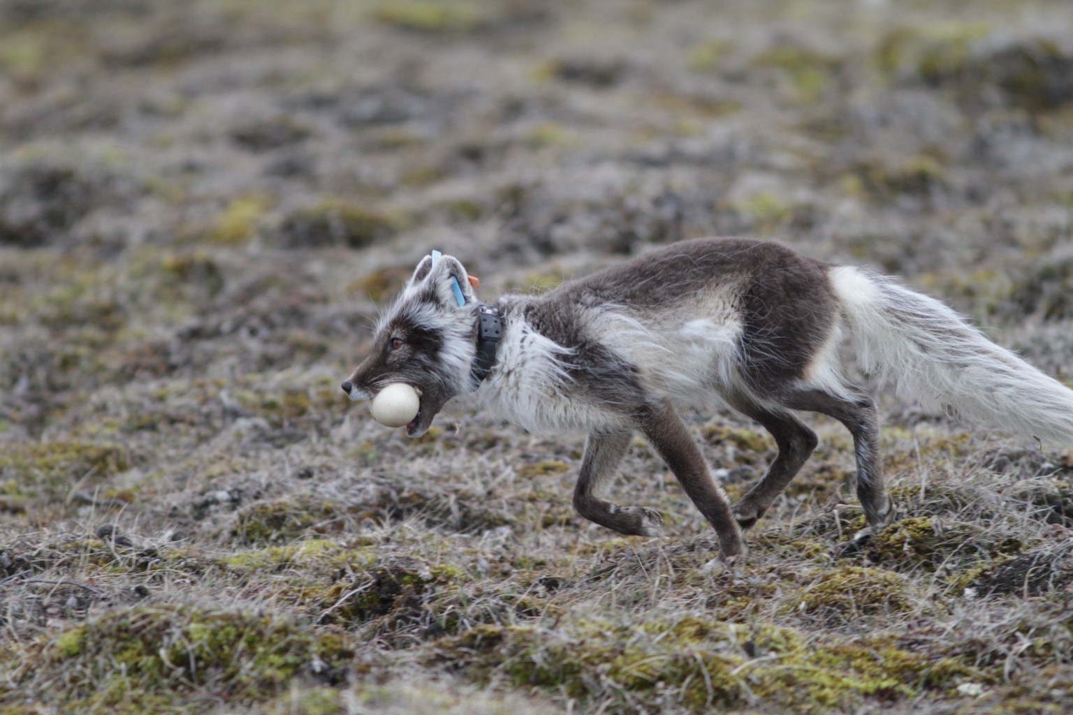 A photo of a small Arctic fox running with a white ball in its mouth. The fox is shades of warm gray, with dark gray across its face, back, and legs, and light silver on its belly and tail. It is wearing a black tracking collar and has colorful tags on its ears. The fox runs across gray-brown dry grass.