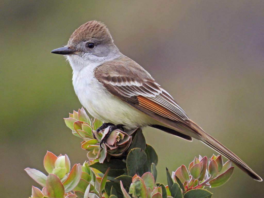 An ash-throated flycatcher.