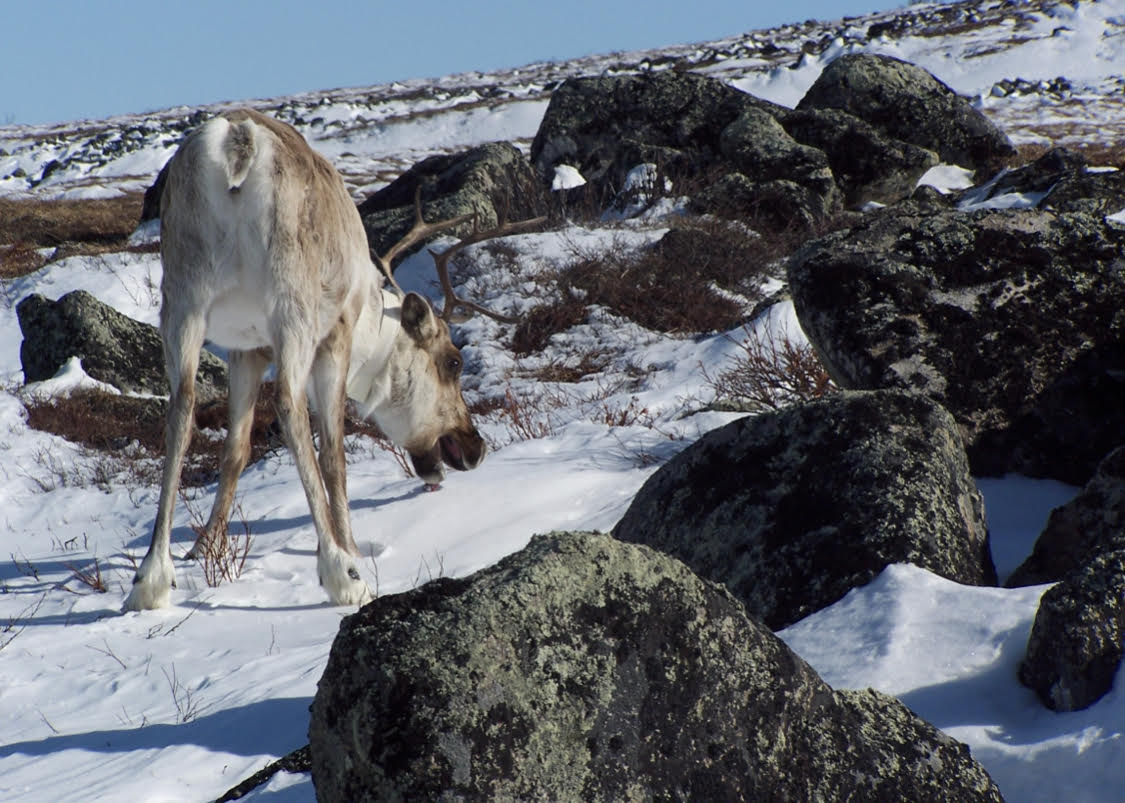 A caribou wearing a GPS tracking collar in the snow.