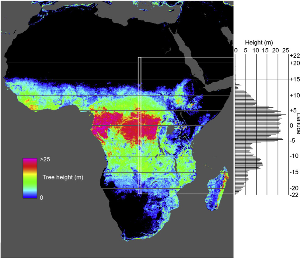 Colored diagram showing the tallest trees concentrated in Central Africa, with decreasing heights to the north and south.