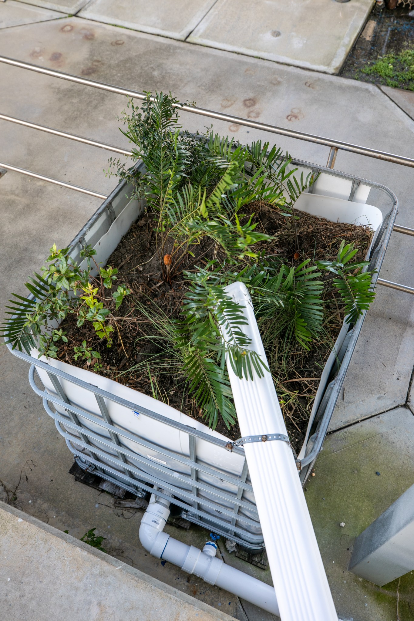 A bio-filter constructed of layered rock, soil, and native plants to filter rainwater runoff.