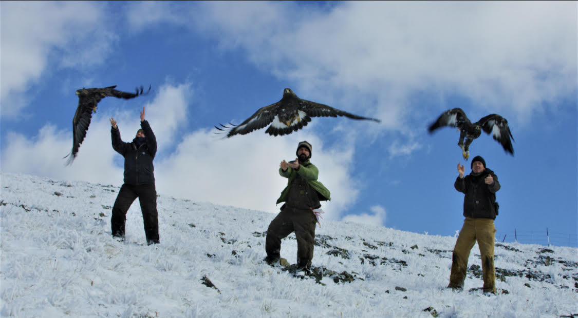 Researchers release several eagles after affixing tags to track the eagles’ movement. 