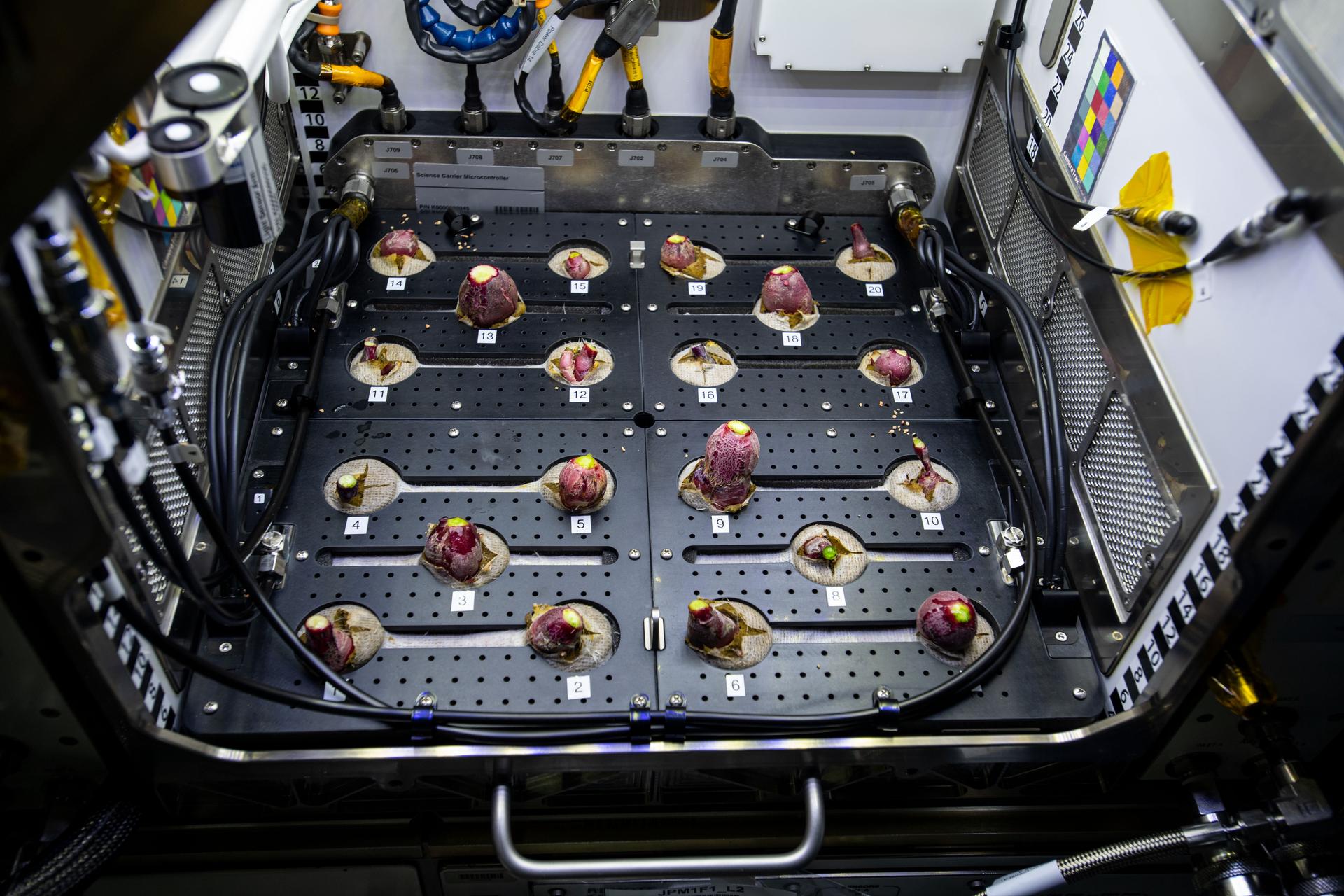 Photo documentation of radishes growing in the Advanced Plant Habitat on the International Space Station.
