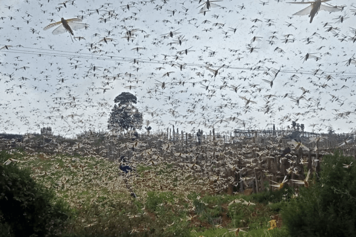 Locusts swarm a field in Elgeyo Marakwet County in Kenya in March. 